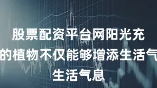 股票配资平台网阳光充足的植物不仅能够增添生活气息